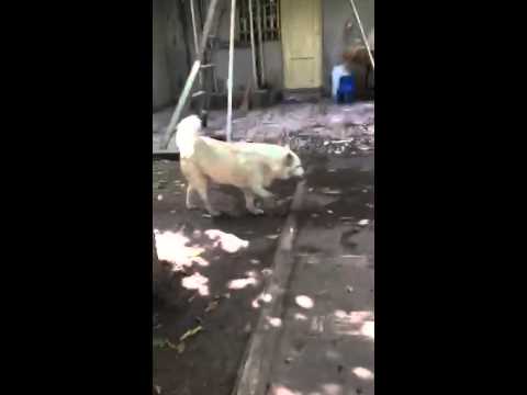 My Awesome Yard (Narek)