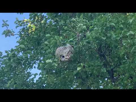 Hornets Hanging in a Tree in Metuchen, NJ