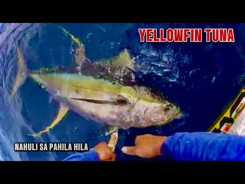 AMAZING🔥STONGEST GIANT YELLOWFIN TUNA FISHING SKILL - AMAZING TRADITIONAL HANDLINE FISHING