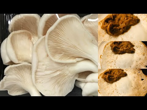 download lagu mp3 mp4 Nadan Koon Curry, download lagu Nadan Koon Curry gratis, unduh video klip Nadan Koon Curry