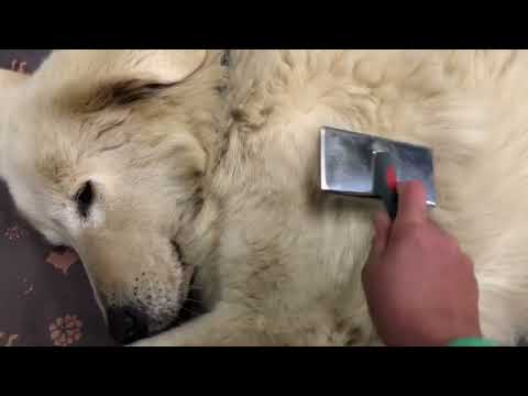 Dog grooming transformation.  Grooming maremma livestock guardian dog for the Spring