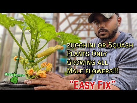 , title : 'Apa yang harus dilakukan jika tanaman labu siam dan zucchini Anda hanya menghasilkan bunga jantan | PERBAIKAN MUDAH | #labu'