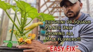 What to do if your squash and zucchini plants only produce male flowers | EASY FIX |#squash #garden