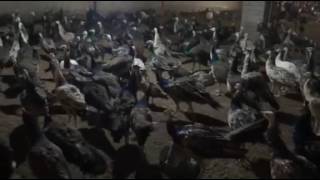 All peacocks breeds available 03459442750 Zain Ali Farming in Pakistan