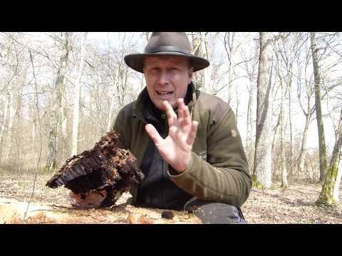 Förster Klaus - Waldgruß #3 - Baumpilze