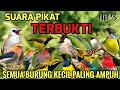 SUARA PIKAT SEMUA JENIS BURUNG KECIL PALING AMPUH ️ TERBUKTI Pikatburung