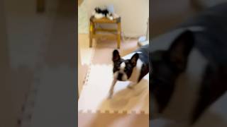 大歓迎の愛犬