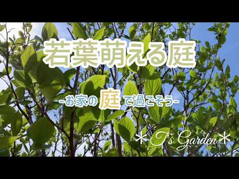 ラグーミニの木 (Prunus Tomentosa) を植える時期と、この崇高な果樹の世話をする方法は何ですか?  庭園