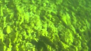 preview picture of video 'Lake-Simcoe Smallmouth Bass Underwater'