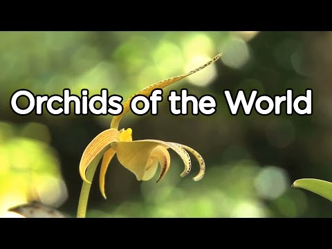 Orchids of The World A Visual Documentary   Amazing Glorious Colorful Orchids of The World