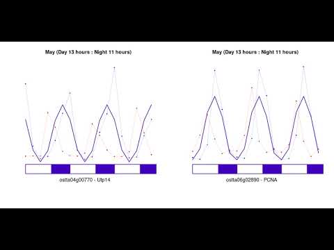 Phase shifts and amplitude variation in gene expression due to seasonal day lengthening/shortening.