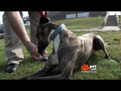 Prisoners paired with Greyhounds