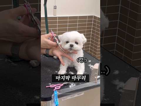 견생 첫 가위컷