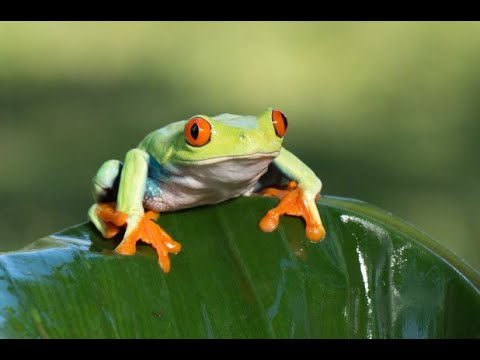 Młody Carter - Złap mnie