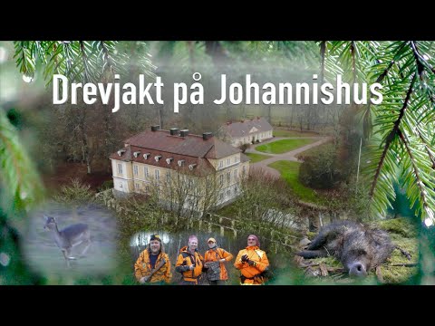 Drevjakt på Johannishus    Driven hunts in Sweden.