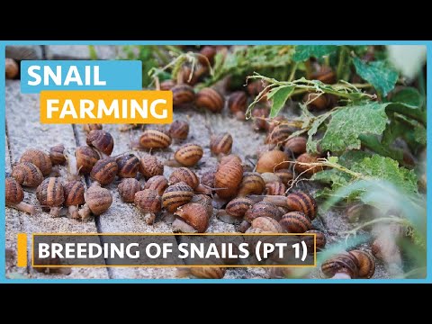 Snail Farming Lesson 1 Introduction