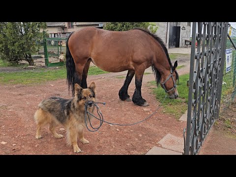 ARES WYPROWADZAJĄCY KONIA JEST TAKI UROCZY  - Sam się tego nauczył