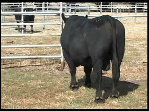 Lot02 Murdeduke Gag G013