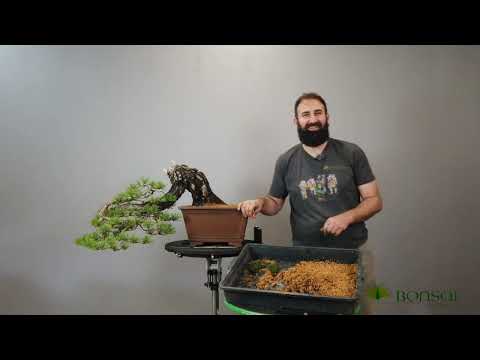 Scots pine - planting work