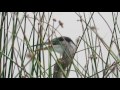 Heron Eats Baby Duck