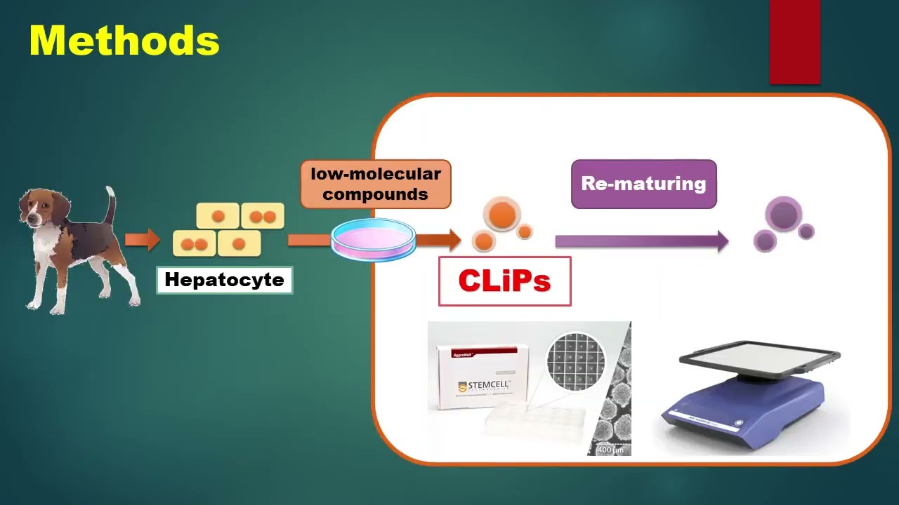 Reprogramming of Canine Hepatocytes to Hepatic Progenitors Using Small Molecule Compounds
