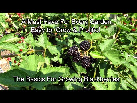 The Basics for Growing Erect Variety Blackberries:  Prolific, Delicious, & Great for Containers