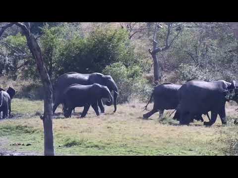 Djuma: Elephants at shallow end of dam - 10:43 - 08/18/2023