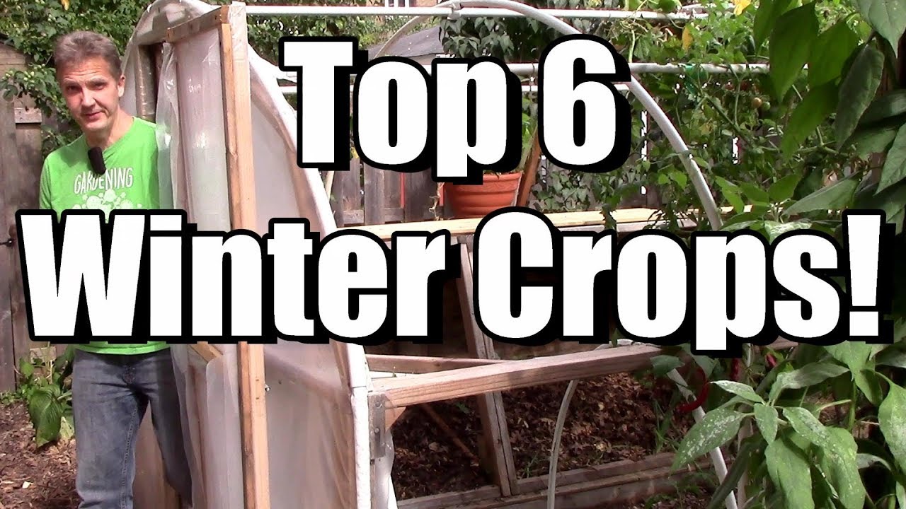 My Top 6 Crops for the Winter Garden!
