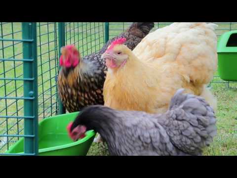 , title : 'Recinto Walk-In per galline: modulare e anti-predatore! | Omlet Italia'
