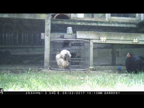 Chickens using their revolving door