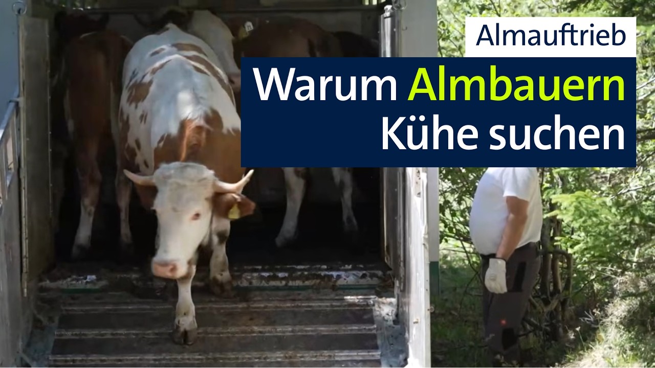 Zielstrebig den Berg hinauf: Almauftrieb in Sachrang | Abendschau | BR24