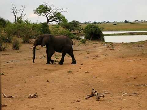 botswana chobe - lone elephant walking on river beach