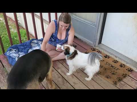 YouTube video about: Can dogs have vanilla frosty?
