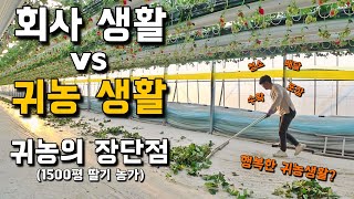 31살, 5년차 딸기농부가 생각하는 귀농생활의 장단점. 딸기농부의 하루 [딸기농사] 4부