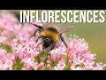 The Secret World of Inflorescences: How Flowers Bloom in Patterns