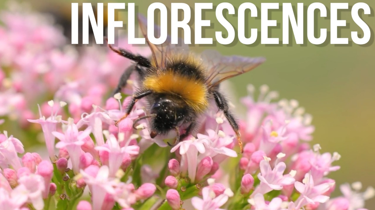 The Secret World of Inflorescences: How Flowers Bloom in Patterns