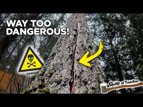 I Had To Walk Away From This Dangerous SPLITTING Tree!