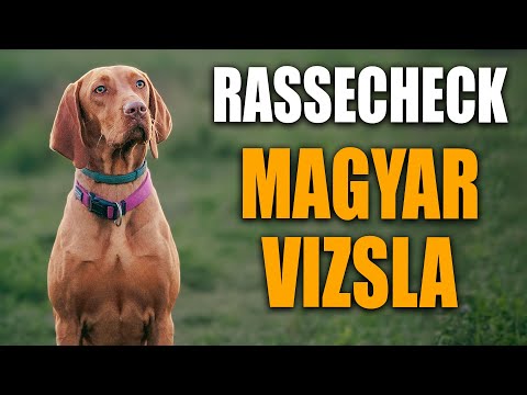 Magyar Vizsla Rassecheck  - Rasseportrait, Rassebeschreibung, Informationen zur Rasse und Erziehung