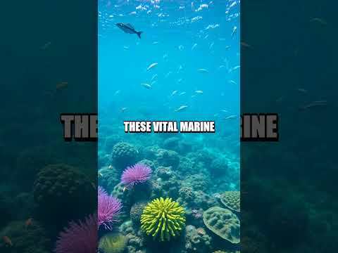 The Enigma of AI-Powered Coral Restoration: Project CoralGuard