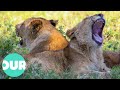 Lion Country From Captive To King Of The Wild Our World