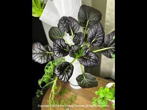 GARDYN With Me - Day 34