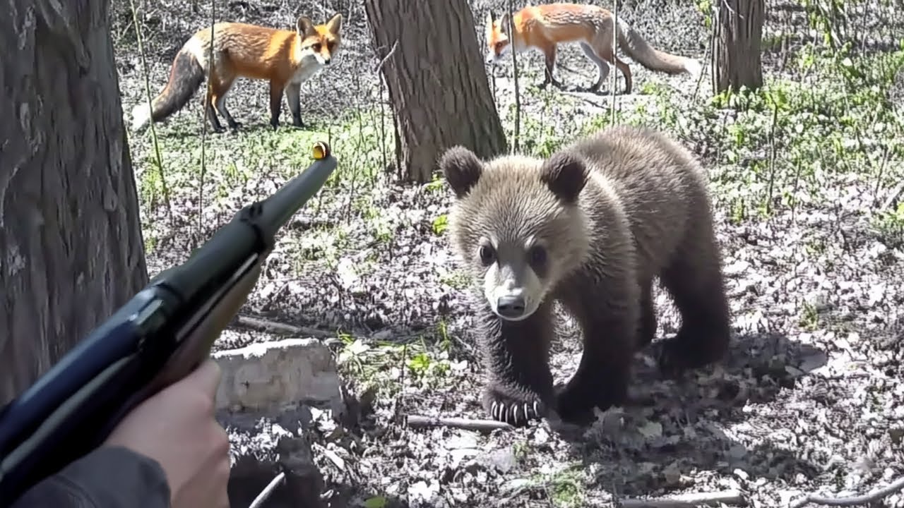 Foxes attack a lone grizzly bear cub, and then the unexpected happens! Story