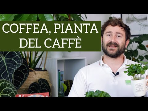 , title : 'Coffea Arabica, prendersi cura della fenomenale pianta del caffè!'