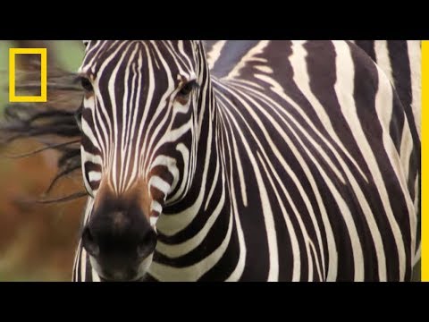 Les zèbres, étalons des plaines d'Afrique