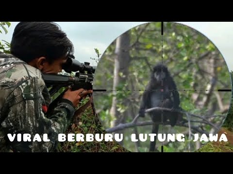 berburu lutung jawa dan ayam hutan