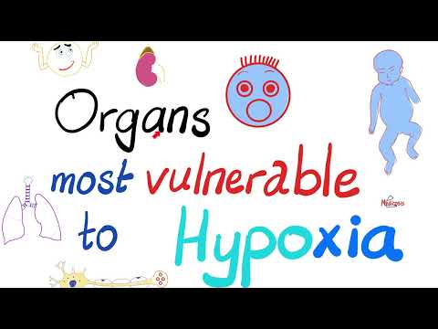 Which Tissues Are Affected the Most by Hypoxia? 🤔