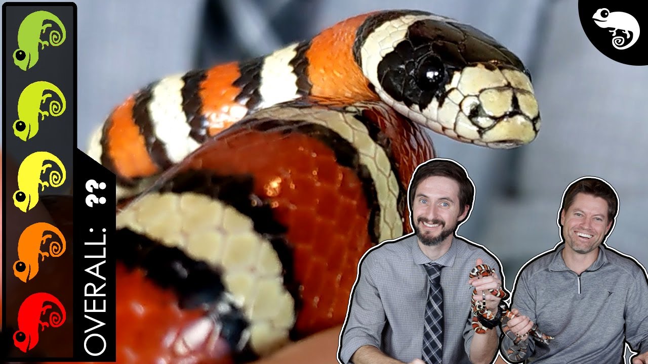 Mountain Kingsnake, The Best Pet Snake?