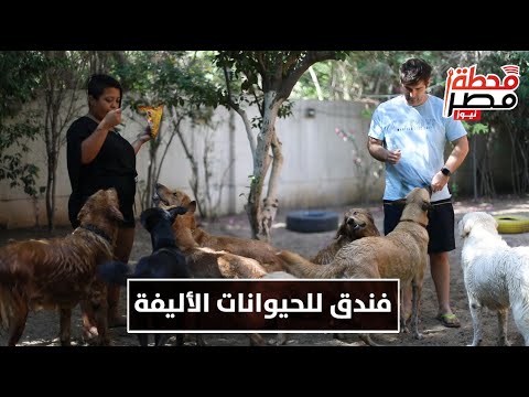 , title : '"من حق الكلاب تتدلع".. خدمة فندقية للحيوانات الأليفة في قلب المعادي'