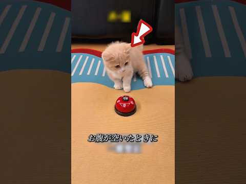 飼い主は、猫にご飯を要求する方法を教えました。🔔