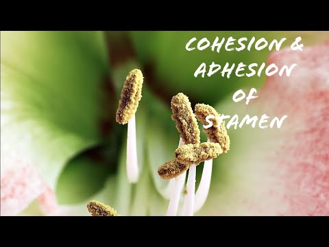 Cohesion & Adhesion of Stamen l explained in english